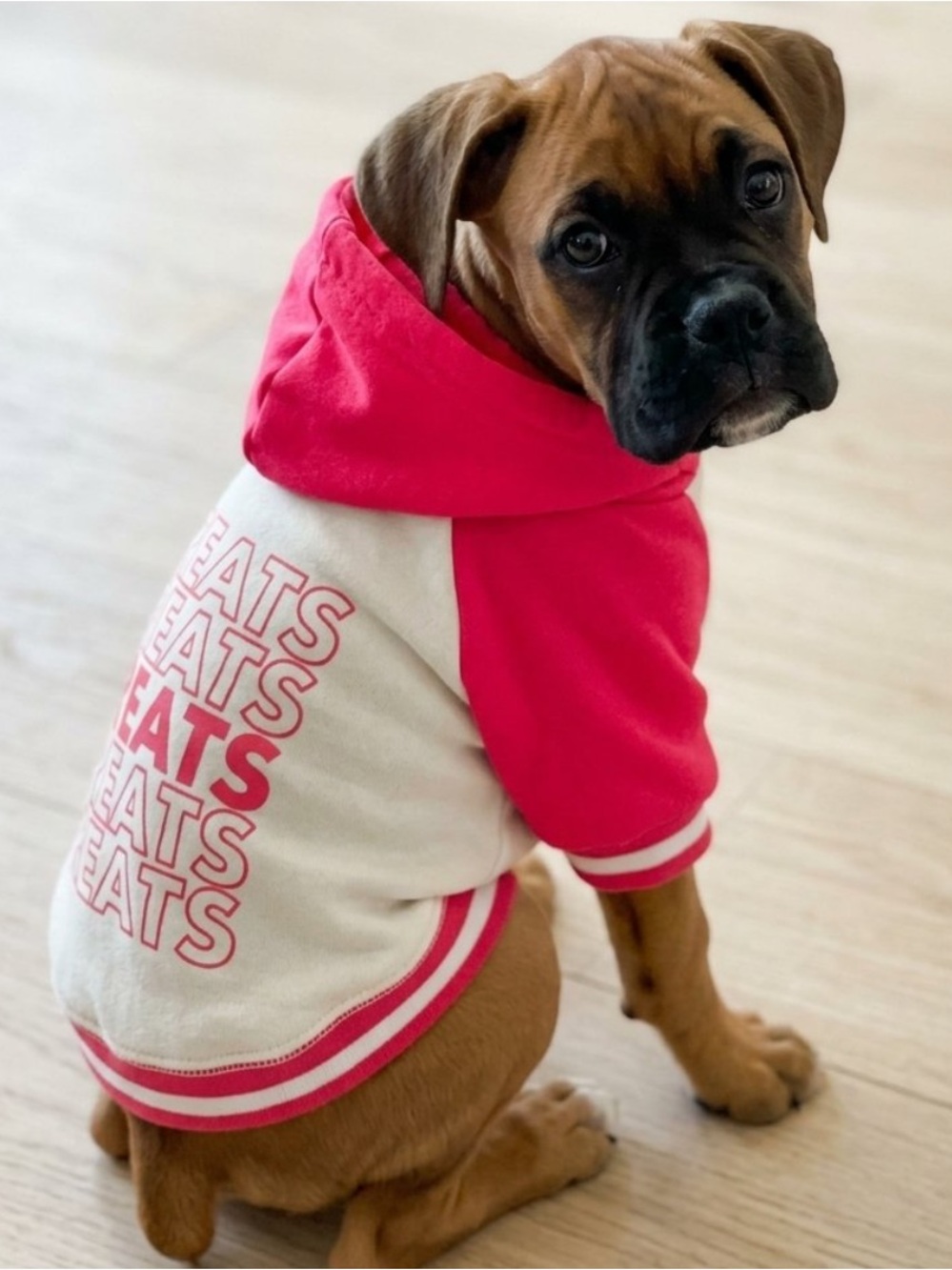 Red & Cream 'TREATS'! Dog or Puppy Hoodie Banded Sweatshirt